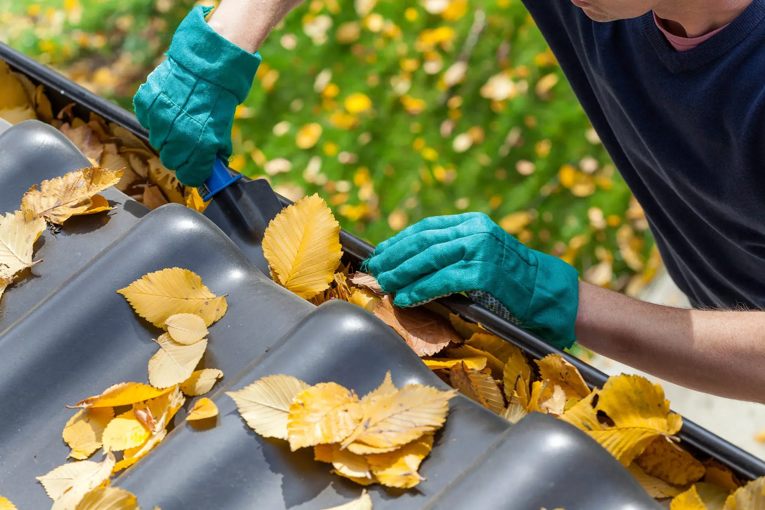 A person clears fallen leaves from a rain gutter while wearing gloves